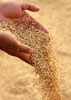 Rice grains falling from a hand